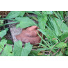Pile of Poo