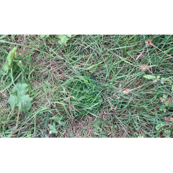 Grass Patch Cache