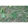 Grass Patch Cache