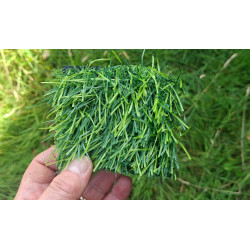 Grass Patch Cache