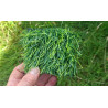 Grass Patch Cache